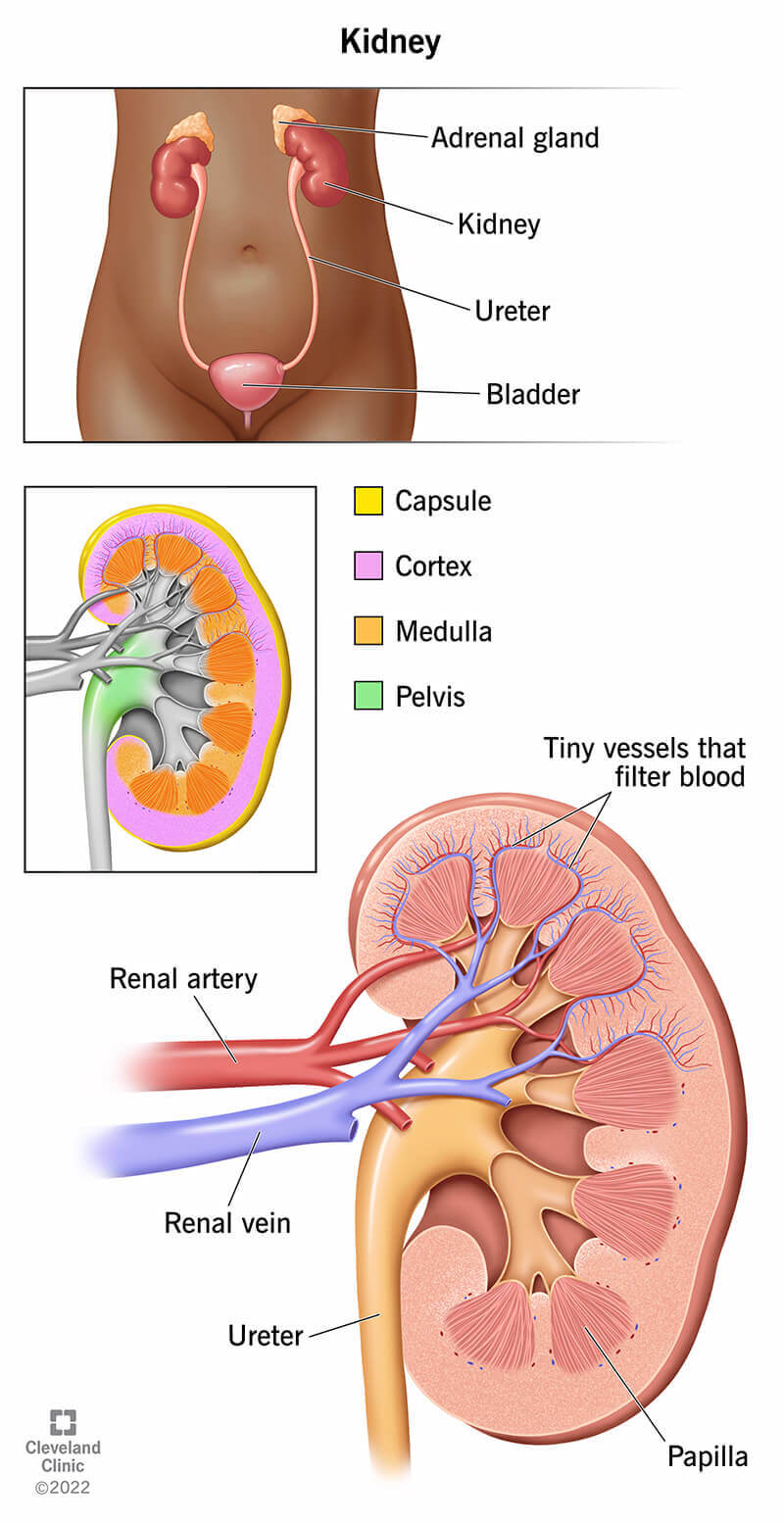 Anatomia dei reni, inclusa la loro posizione nel corpo e i dettagli delle parti che compongono i reni.