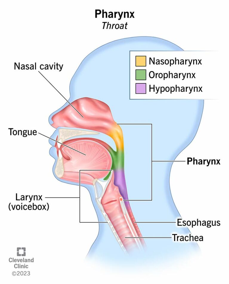 Faringw Faringe: Funzione E Anatomia - SFOMC