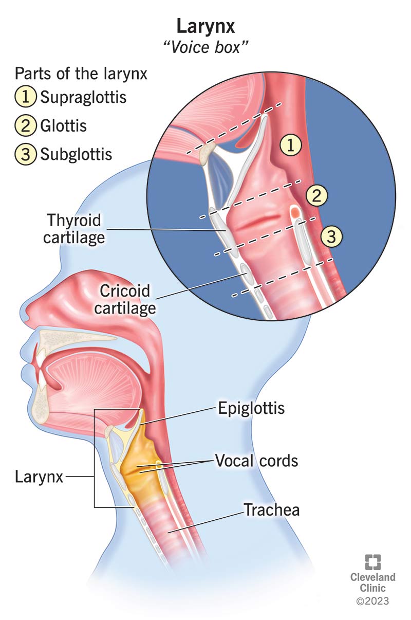 (Sinistra) La laringe (scatola vocale) contiene l'epiglottide e le corde vocali ed è divisa in tre parti (riquadro).