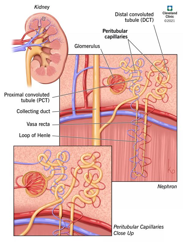 diagramma dei capillari peritubulari