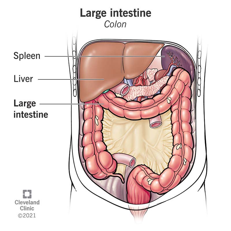 L'intestino crasso o colon fa parte del sistema digestivo umano.
