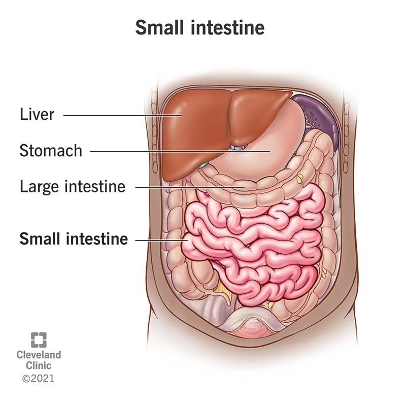 L'intestino tenue si trova in numerose pieghe al centro della cavità addominale.  È incorniciato dall'intestino crasso.
