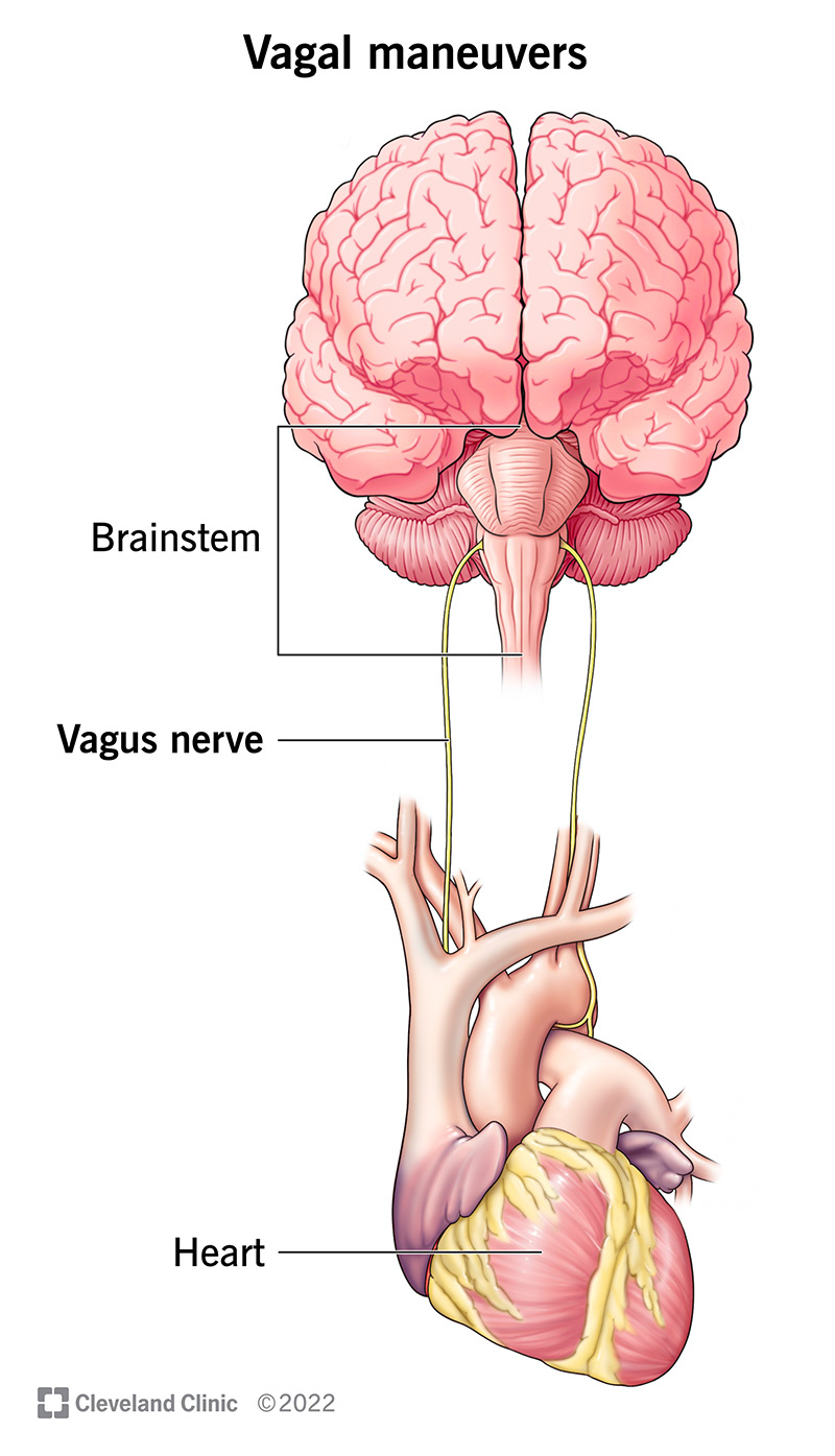 Illustrazione che mostra come il nervo vago collega il cuore e il cervello.