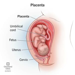 22337 placenta