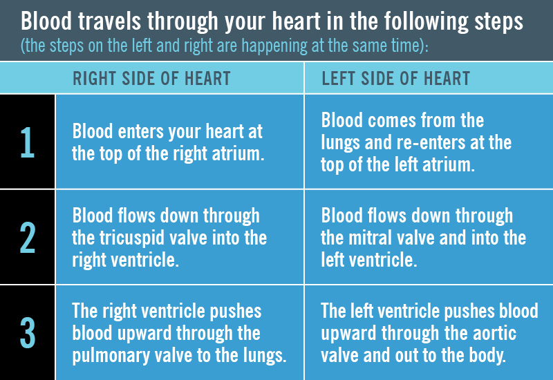 Il ciclo continuo di come il sangue scorre attraverso le quattro camere sui lati sinistro e destro del cuore.