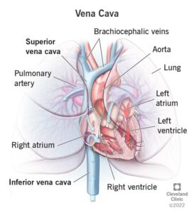 22619 vena cava