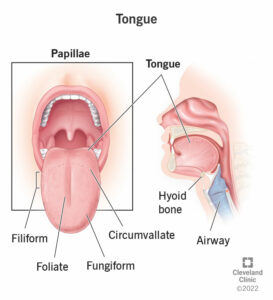22845 tongue