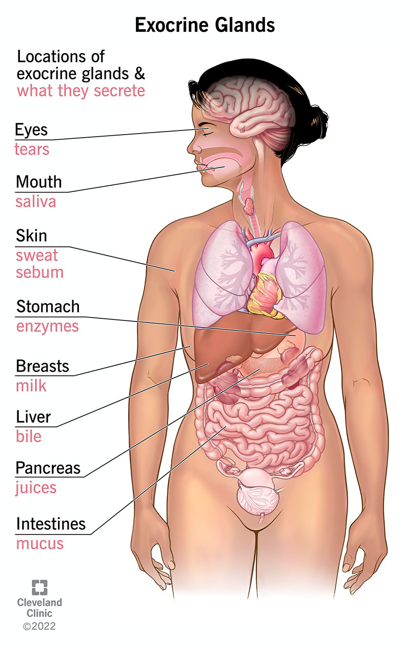 Le tue ghiandole esocrine secernono sudore, lacrime, saliva e altre sostanze attraverso i condotti situati negli organi di tutto il corpo.