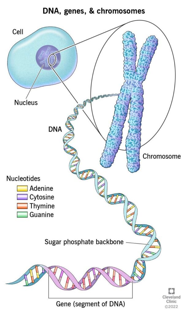 23064 dna genes chromosomes