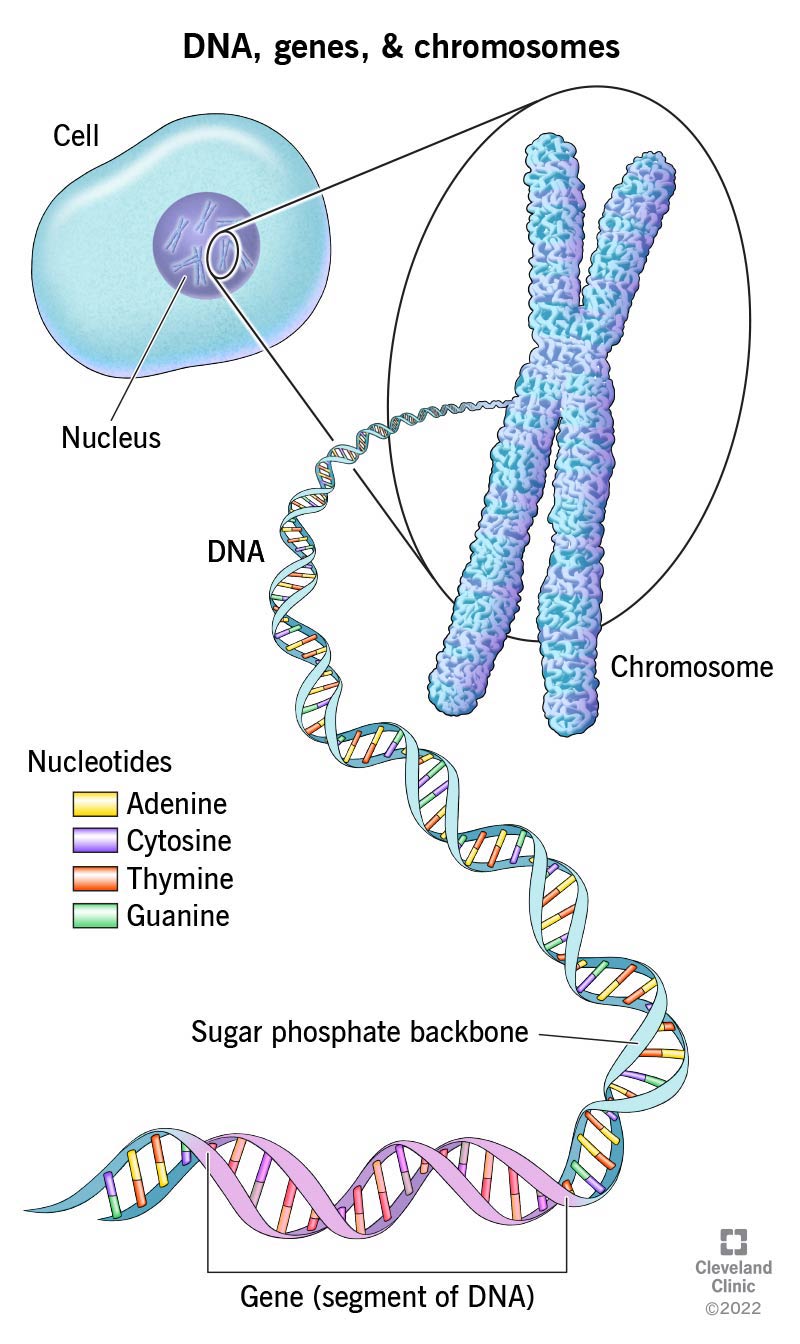 Il DNA è in ogni cellula del tuo corpo.  Si trovano cromosomi che trasportano il tuo DNA nel nucleo delle tue cellule.