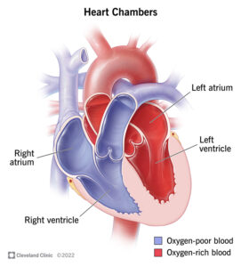 23074 heart chambers