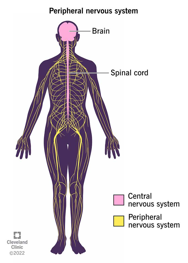 Il sistema nervoso periferico si dirama dal midollo spinale e dal cervello per raggiungere ogni parte del corpo.