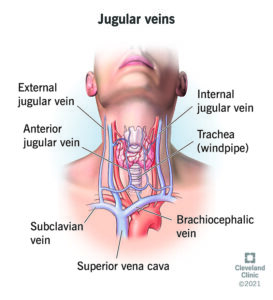 23148 jugular vein 2