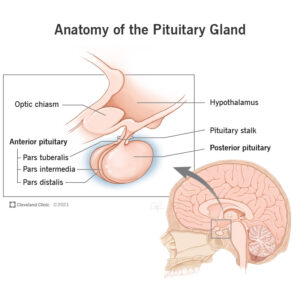 23150 posterior pituitary final