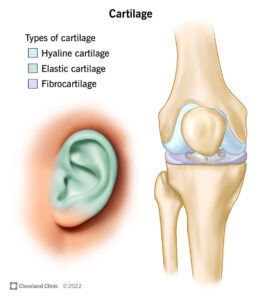 23173 cartilage final