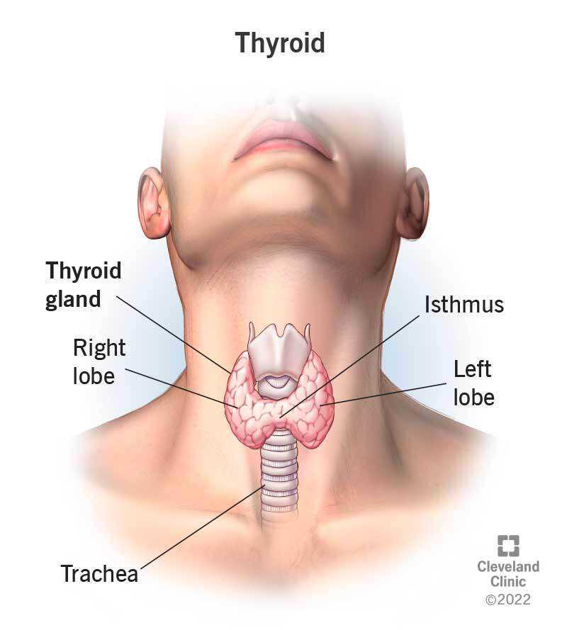23188 thyroid 2