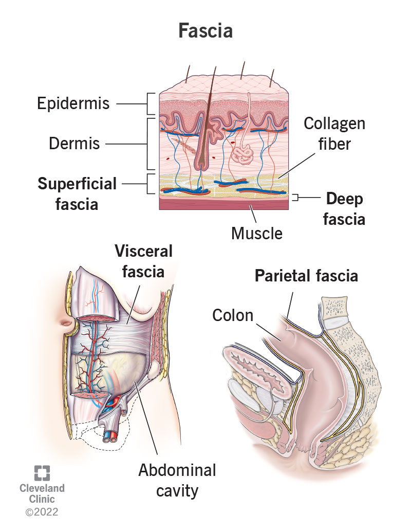 La fascia è una guaina di tessuto connettivo fibroso composta principalmente da collagene che supporta ogni struttura del corpo.