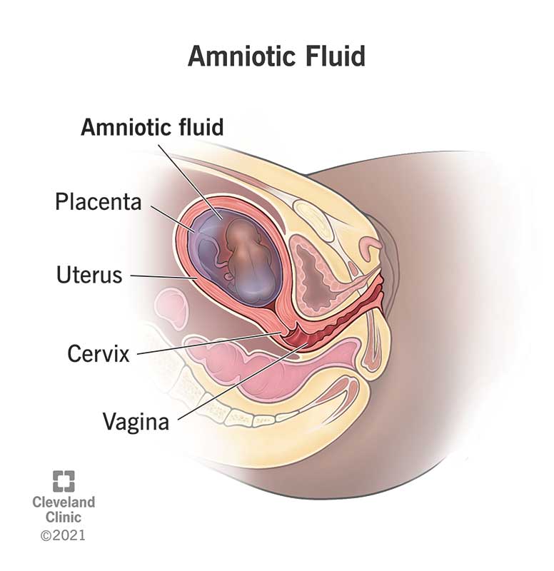 23310 amniotic fluid