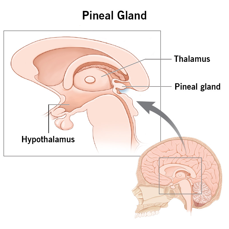 23334 pineal gland