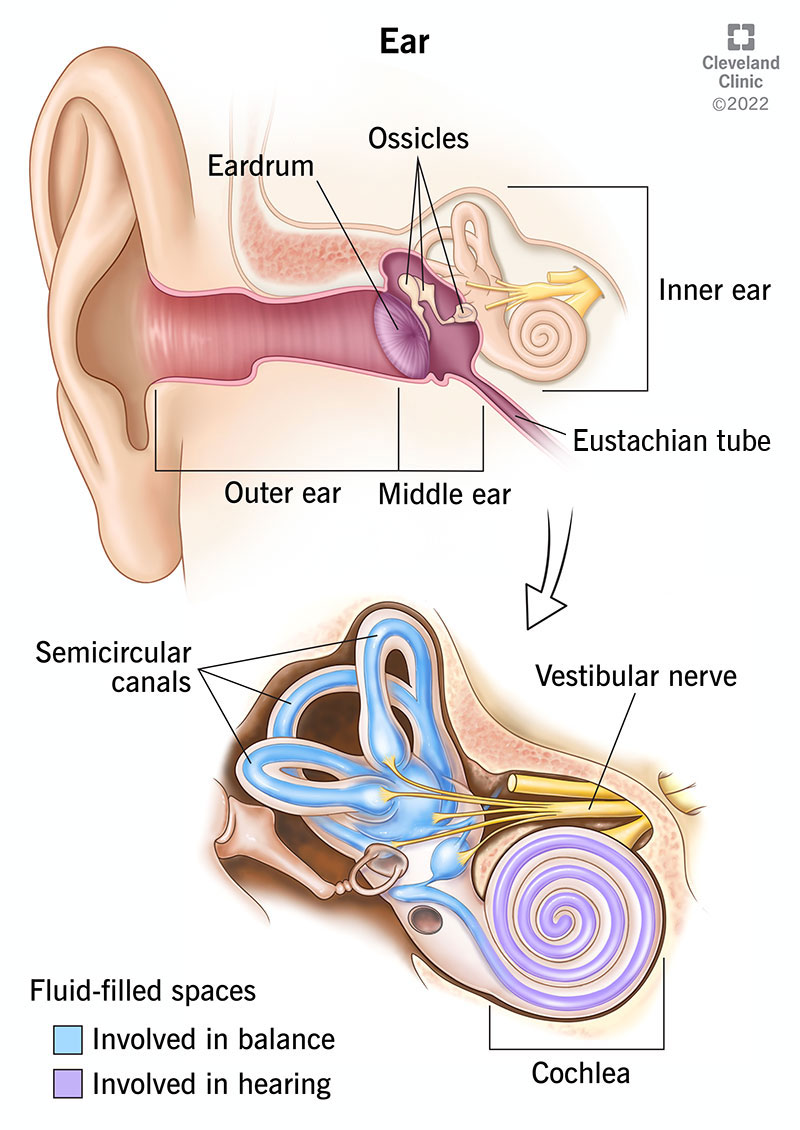 Anatomia dell'orecchio esterno, medio ed interno.