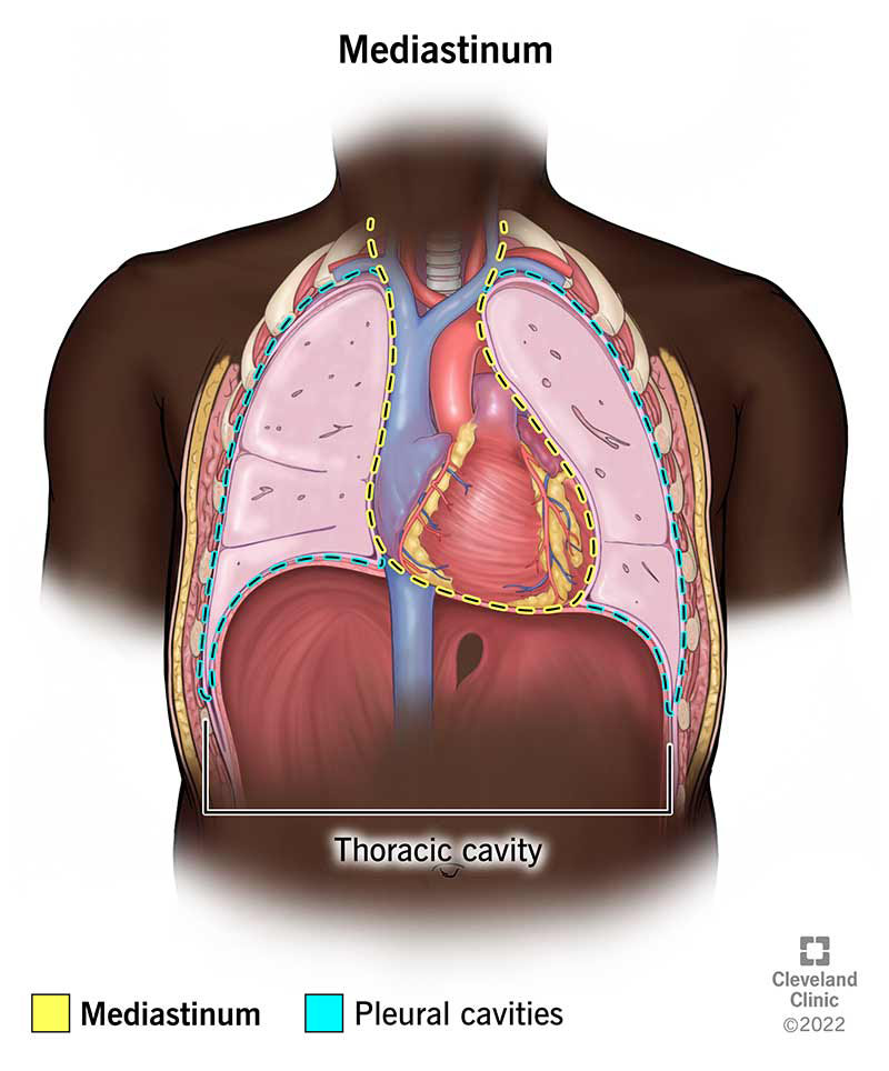Illustrazione che mostra la posizione del mediastino.  È tra le due cavità pleuriche (sinistra e destra).