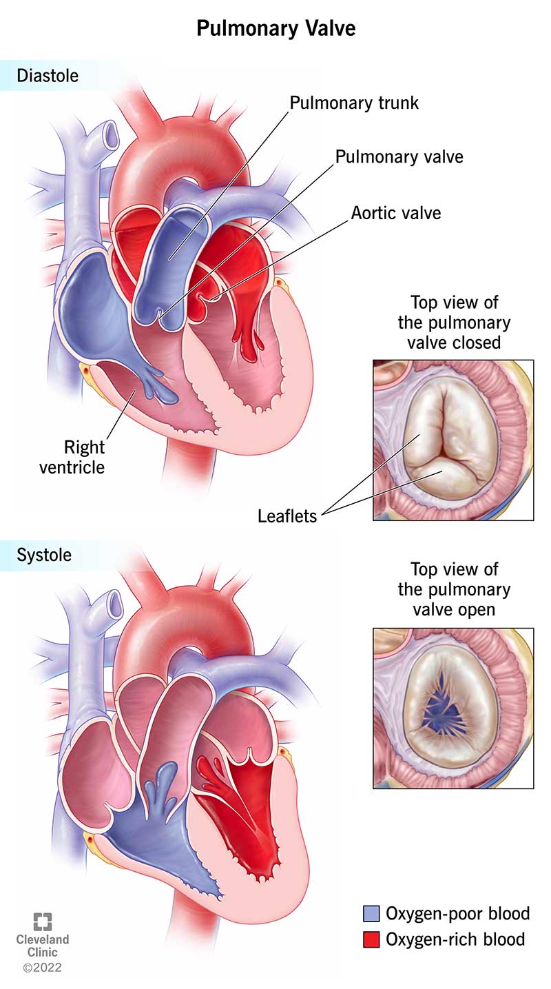 Illustrazione che mostra come la valvola polmonare si apre e si chiude per gestire il flusso sanguigno.