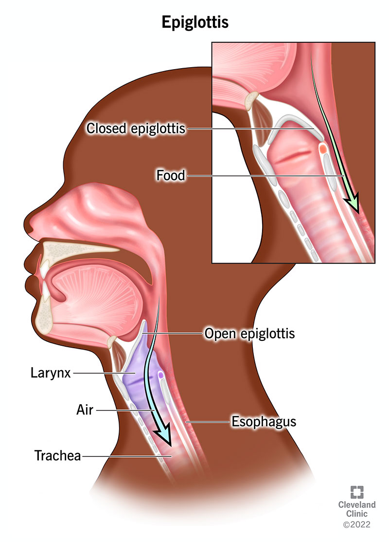 In alto a destra: epiglottide chiusa, quindi il cibo scende nell'esofago.  Immagine intera: l'epiglottide è aperta in modo che l'aria si muova lungo la laringe e la trachea.