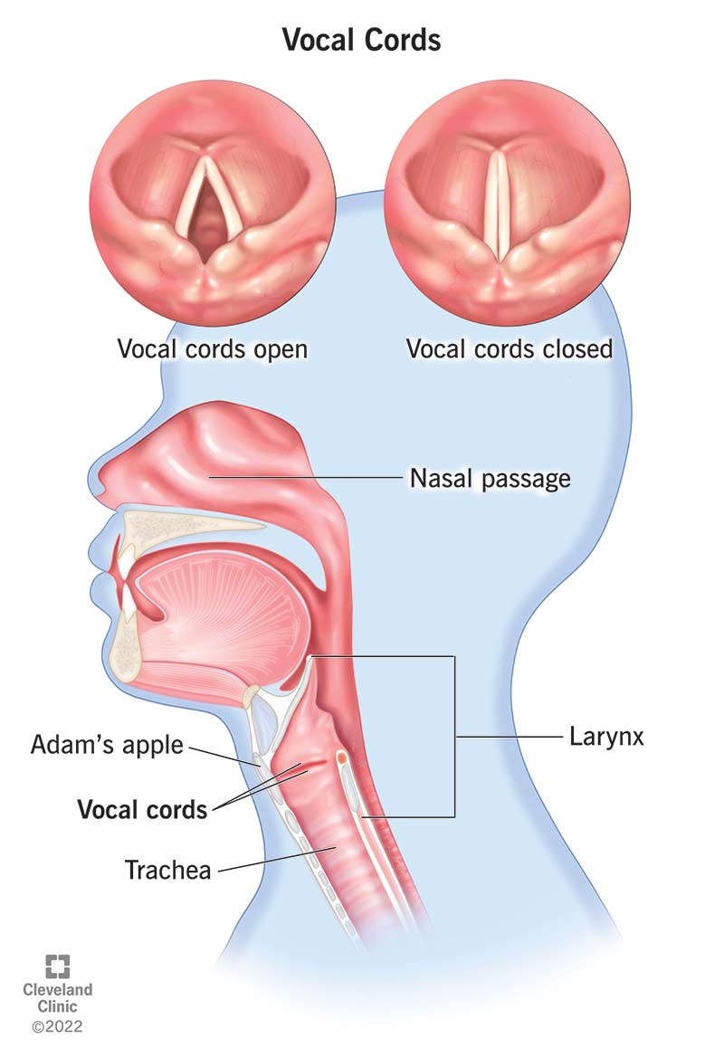 Corde vocali in posizione aperta e chiusa.