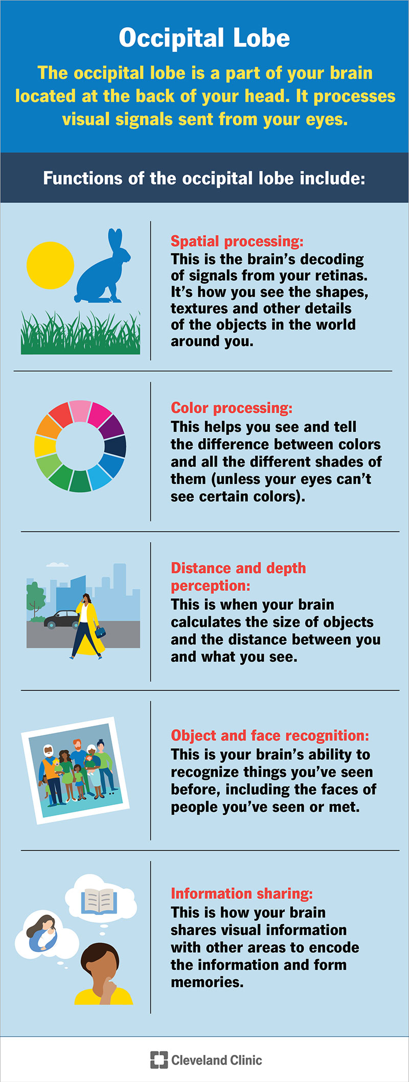 Il lobo occipitale elabora ciò che vedono i tuoi occhi.  Traduce i segnali dei tuoi occhi in una forma che il tuo cervello può utilizzare.