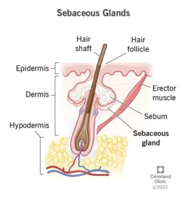 24538 sebaceous glands