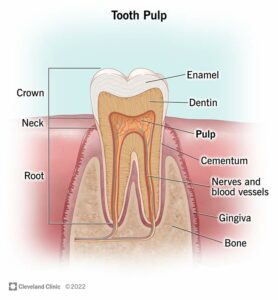 24659 tooth pulp