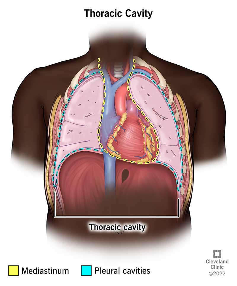 24748 thoracic cavity illustration