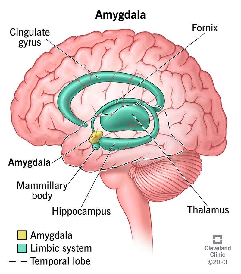 24894 amygdala