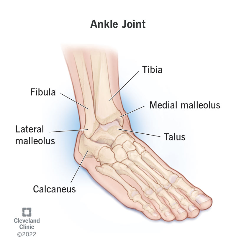 24909 ankle joint
