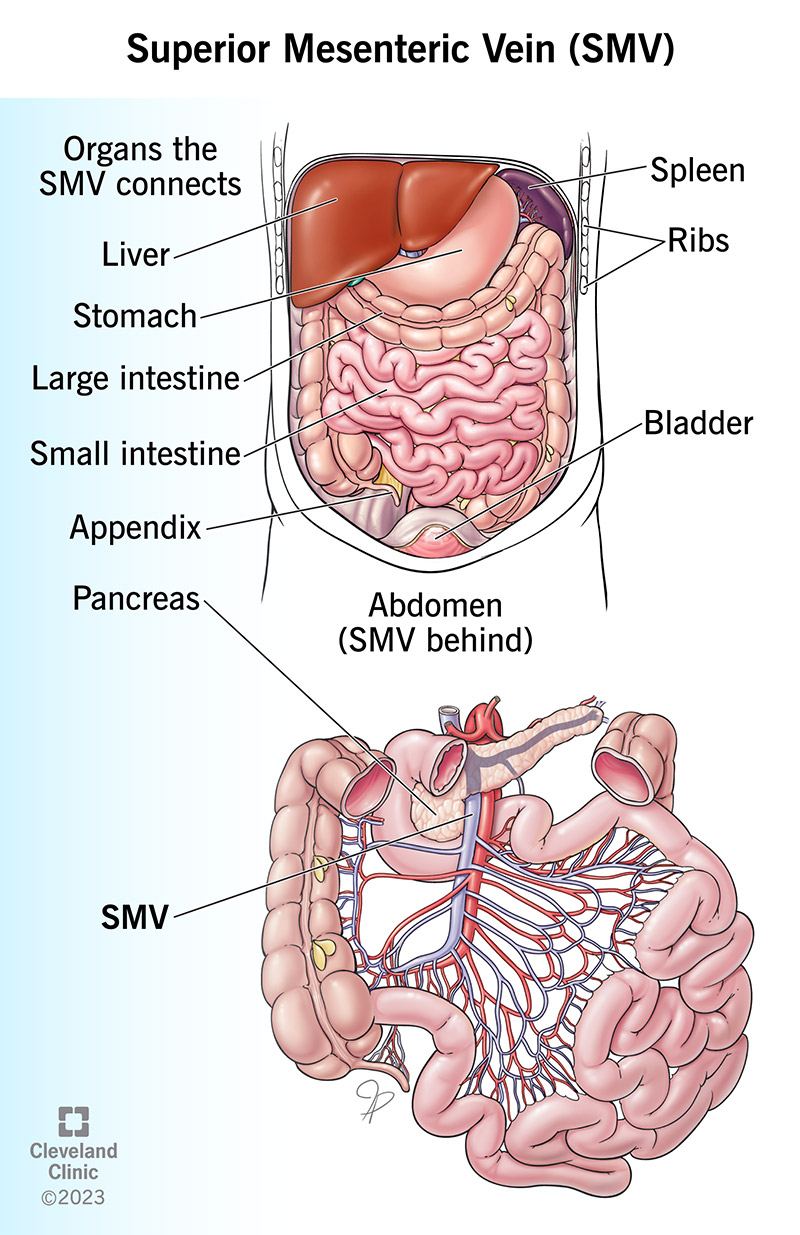 Illustrazione che mostra la posizione della vena mesenterica superiore in relazione agli organi della pancia.