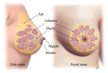 Viste frontali e laterali dei componenti del tessuto mammario tra cui grasso, lobuli, dotti, capezzolo e areola.