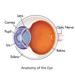 Un diagramma di un bulbo oculare presenta il cristallino, la cornea, la pupilla, l'iride, la sclera, la retina e il nervo ottico.