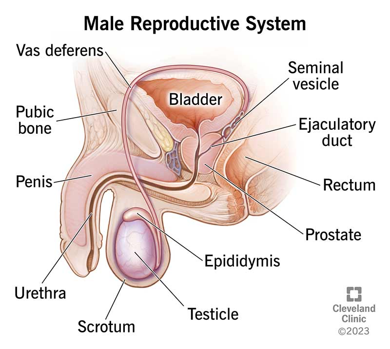 9117 male reproductive system