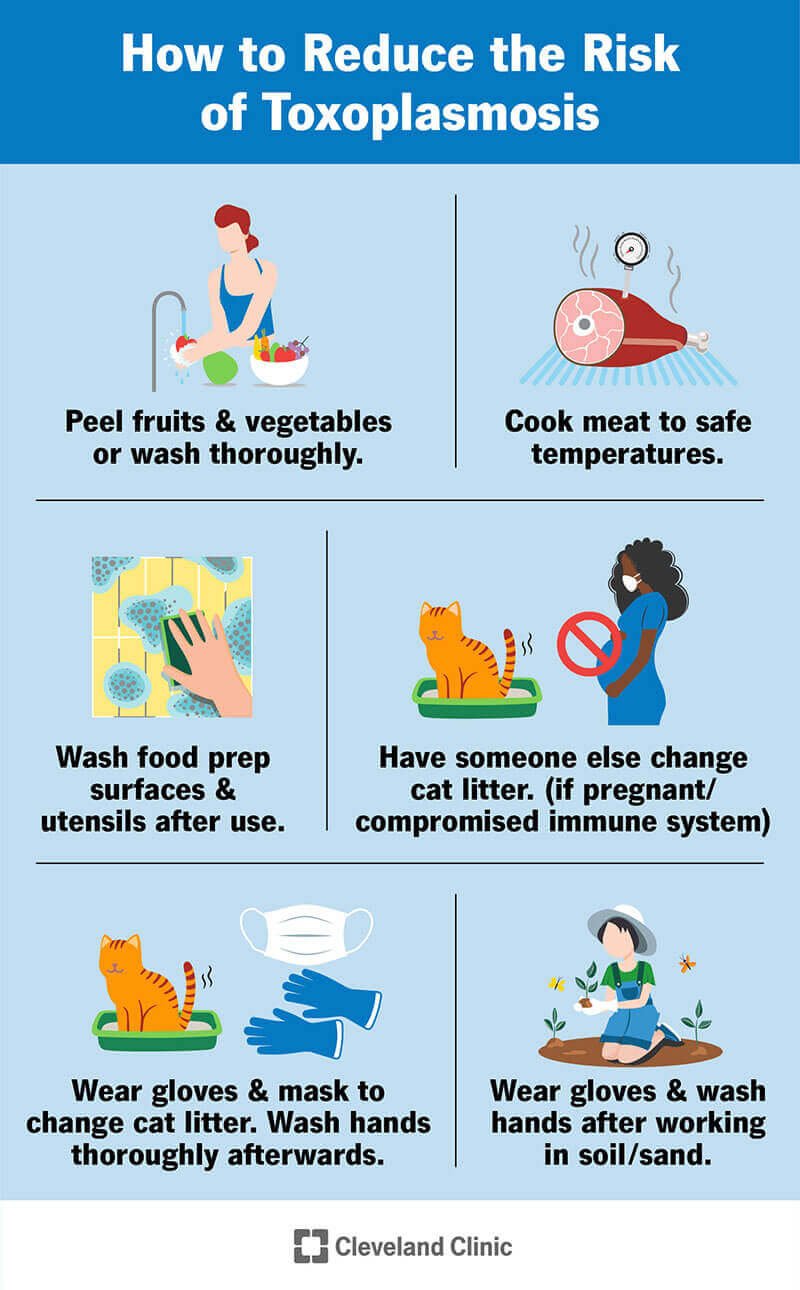 Riduci il rischio di toxoplasmosi maneggiando gli alimenti in modo sicuro, indossando guanti e lavando le mani durante la pulizia dei contenitori per i rifiuti.