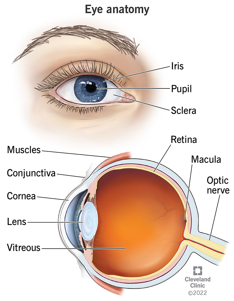 L'anatomia etichettata di un occhio.