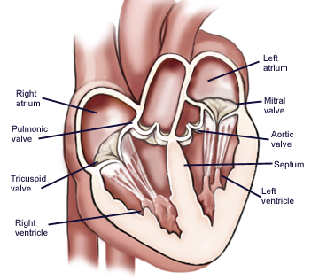 L'anatomia del tuo cuore comprende quattro camere.