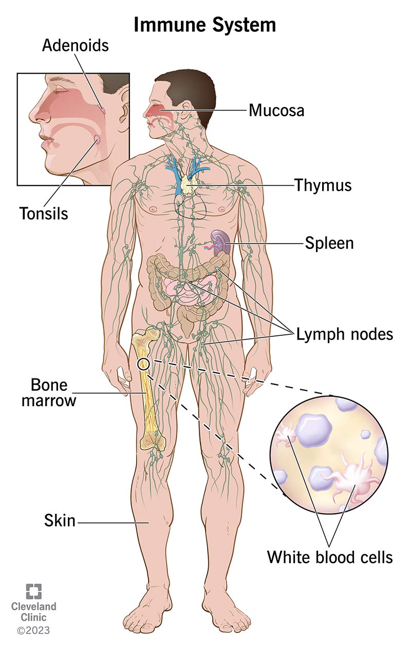 Illustrazione che mostra diverse parti del tuo sistema immunitario e dove si trovano nel tuo corpo.