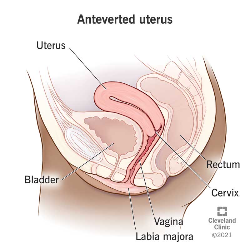 22569 anteverted uterus