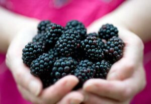 Blackberries Benefits 121749984 770x533 1 jpg