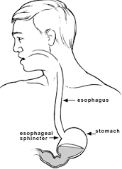 anatomia dell'esofago