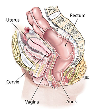 Uno schema che illustra nel dettaglio l'anatomia dell'apparato riproduttivo femminile.