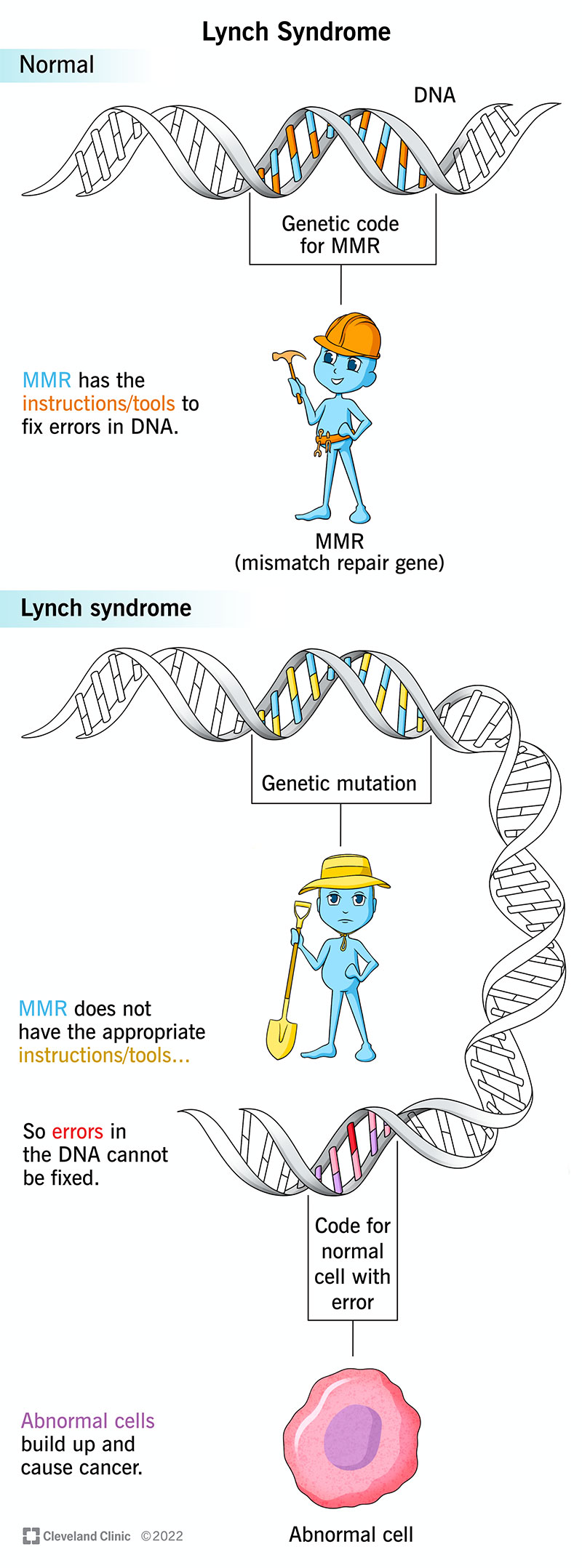 La sindrome di Lynch influisce sulla capacità del tuo corpo di correggere i cambiamenti nel tuo DNA all'interno delle tue cellule.