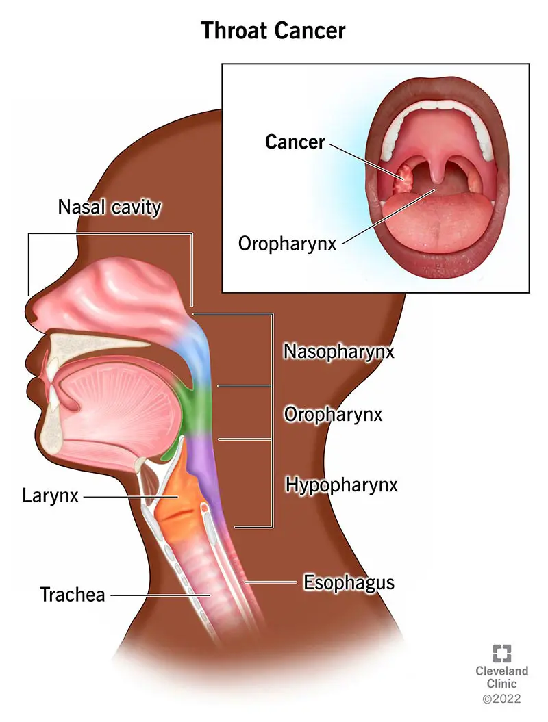 Illustrazione della cavità nasale, rinofaringe, orofaringe, laringe, ipofaringe, esofago e trachea.