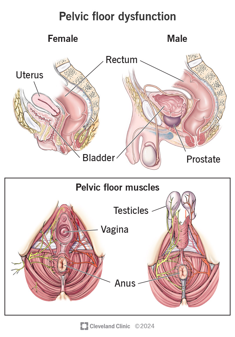 I muscoli del pavimento pelvico coinvolti nella disfunzione del pavimento pelvico in base al sesso assegnato alla nascita.