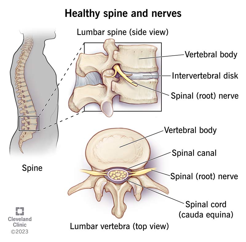 Illustrazione che mostra la colonna lombare e le vertebre sane. 